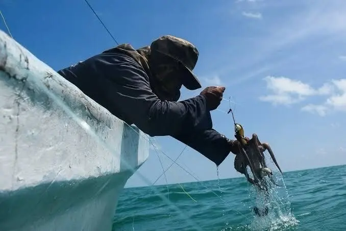 Caza furtiva provocó un mal año en la pesca de pulpo