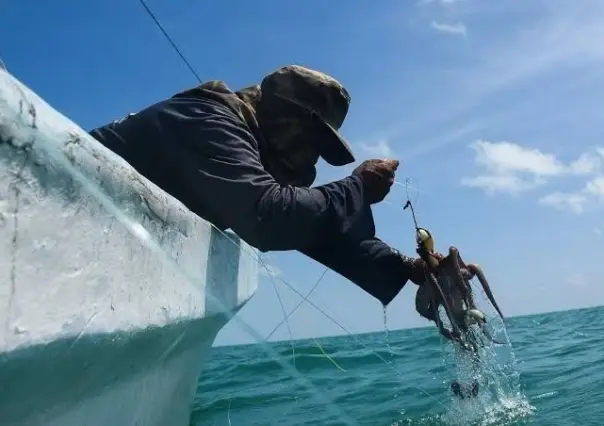 Caza furtiva provocó un mal año en la pesca de pulpo