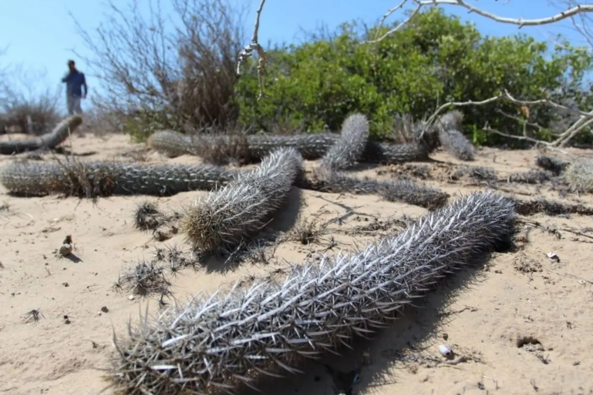 Chirinola es el cactus que camina y se encuentra en Comondú. Foto: gob.mx