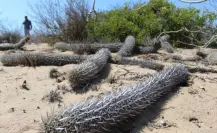 Conoce a la “chirinola”, el único cactus del mundo que camina y crece en BCS