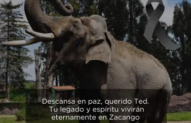 Fallece Ted, el majestuoso elefante del Parque Zacango