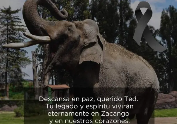 Fallece Ted, el majestuoso elefante del Parque Zacango