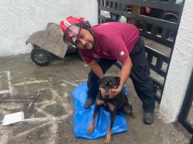 Rescatan a la negrita; se quedó atorada en barandal