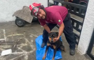 Rescatan a la negrita; se quedó atorada en barandal