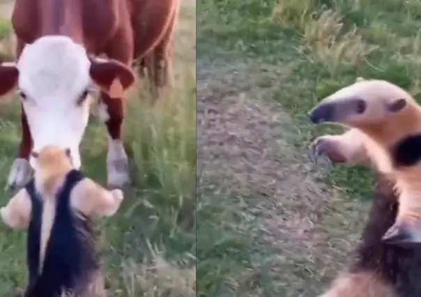 ¿A ver qué paso? Confronta Oso hormiguero a una vaca