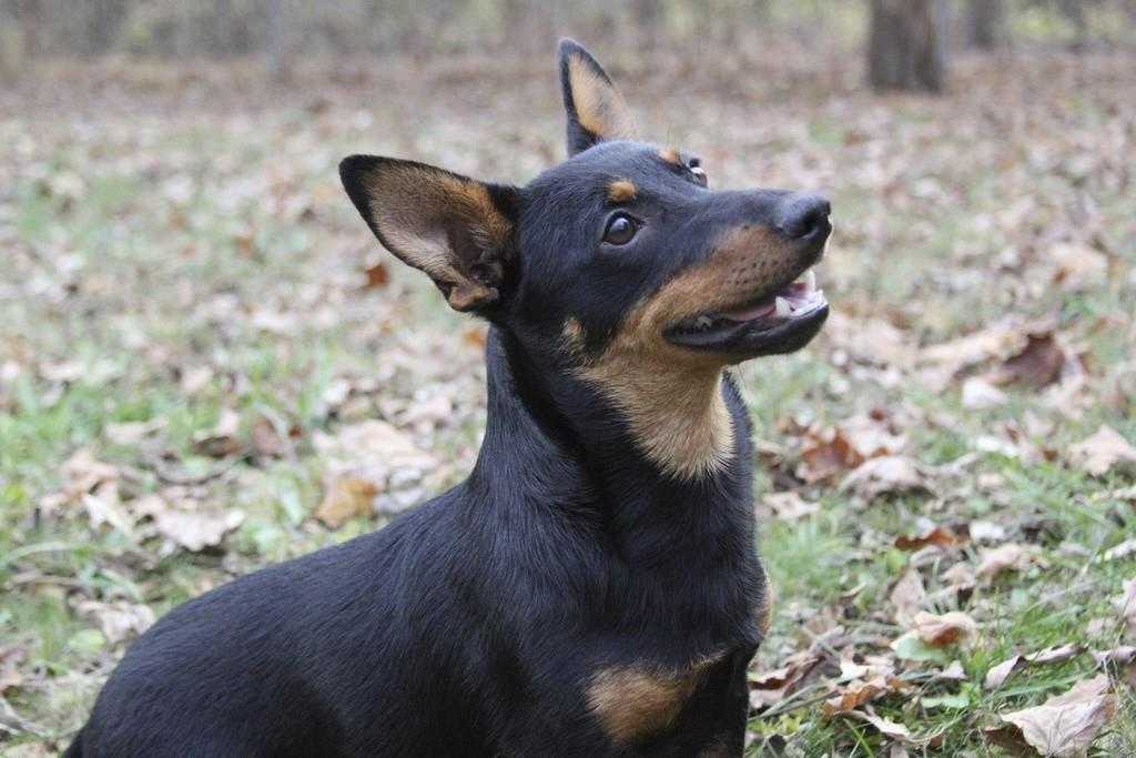 Lex, un perro de raza lancashire heeler, sentado poniendo atención en Morristown, Nueva Jersey. (Michelle Barlak vía AP)