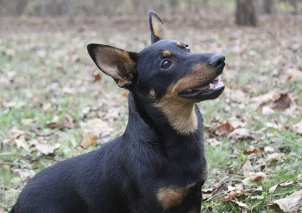 Lancashire Heeler, American Kennel Club presenta nueva raza de perro