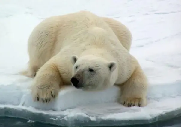 Alarma la muerte de oso polar a causa de gripe aviar