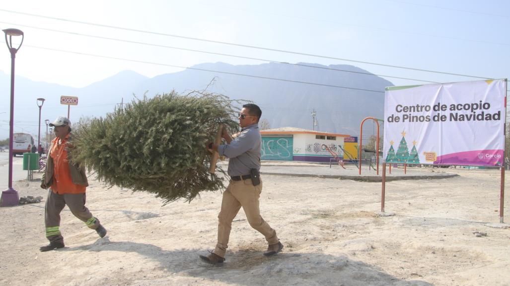 Habilita García centros de acopio para reciclaje de pinos navideños