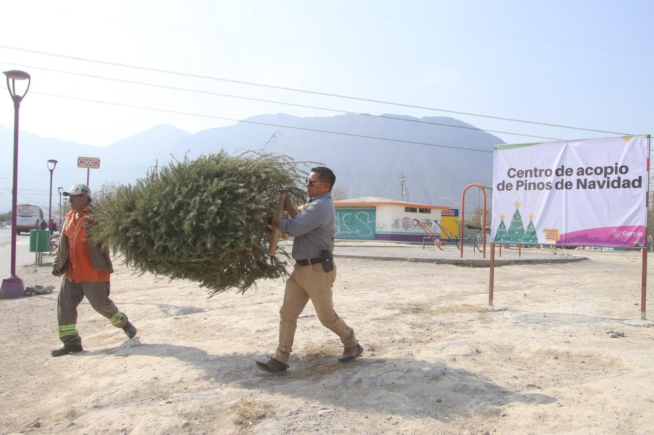 La idea es facilitar el proceso de deshacerse de los pinos de manera adecuada y evitar que sean abandonados en lugares inapropiados. Foto: Municipio de García