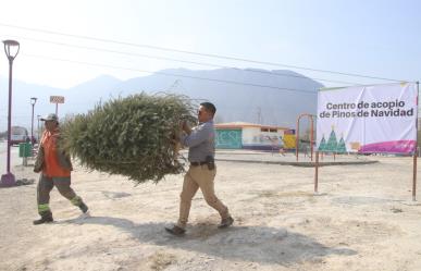 Habilita García centros de acopio para reciclaje de pinos navideños