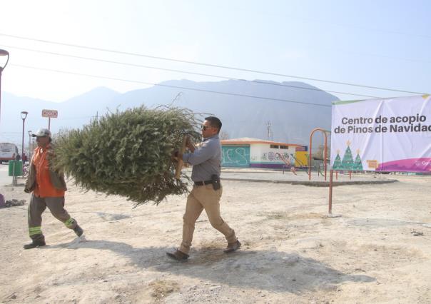 Habilita García centros de acopio para reciclaje de pinos navideños