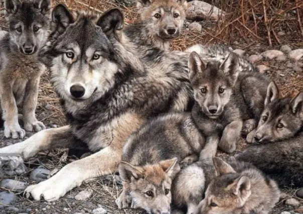 Programa de Conservación del Lobo Gris Mexicano