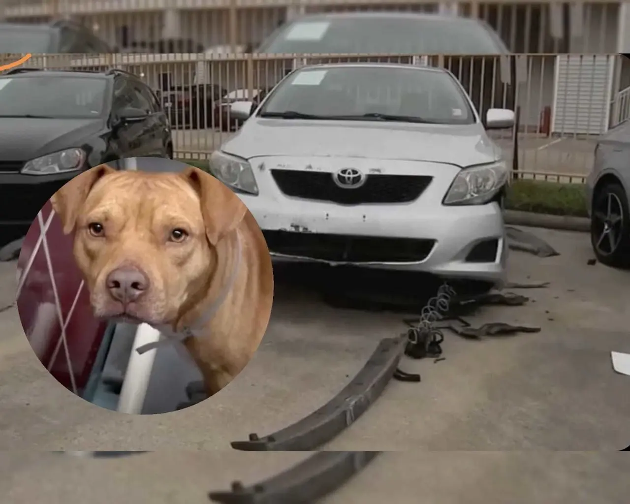 Los perros fueron captados por una cámara de vigilancia mientras rasguñaban la pintura y arrancaban los parachoques de los vehículos en el estacionamiento de G Motors. Foto: Especial.