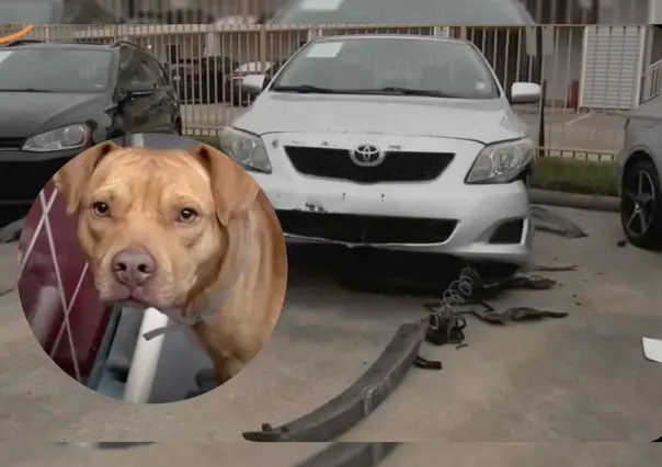 Perros callejeros causan daños millonarios en concesionaria de autos de Houston