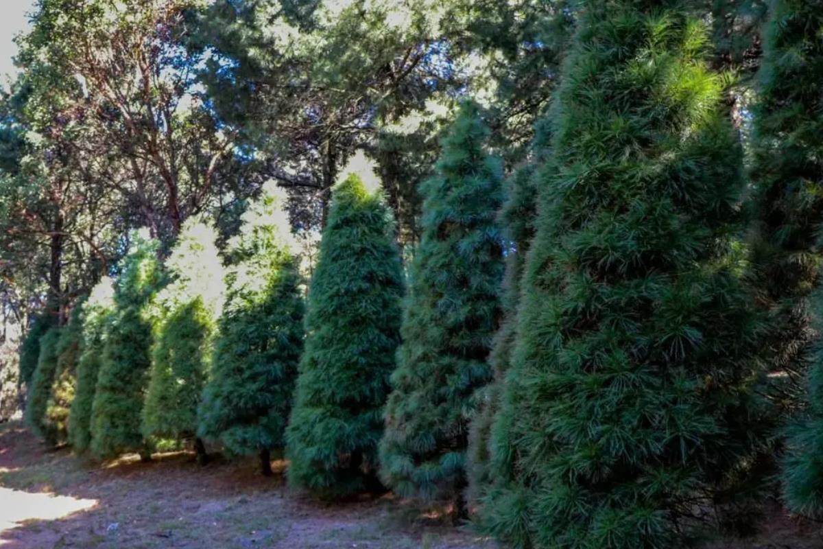 Diferentes alcaldía llevarán a cabo el programa ÁrbolXarbol para ayudar al medio ambiente. Foto: SEDEMA