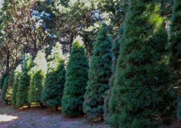 ¿Dónde llevar tu árbol de Navidad para reciclarlo en la CDMX?