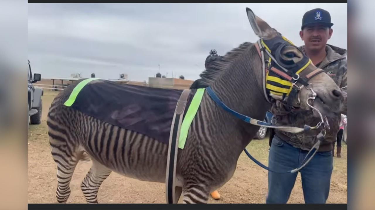 Los cebrasnos son estériles, al ser un animal híbrido resultado de la cruza de un Asno y una Cebra. Foto: Captura de pantalla.