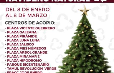 Terminó la Navidad ¿a dónde puedes llevar los pinitos naturales en la zona sur?