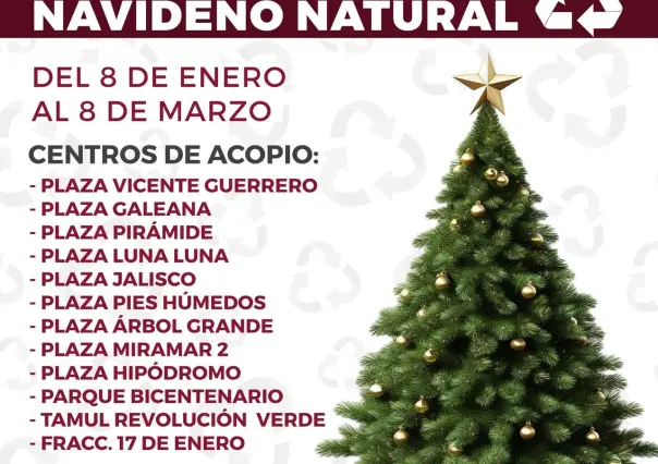 Terminó la Navidad ¿a dónde puedes llevar los pinitos naturales en la zona sur?