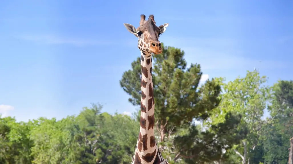 Jirafa Benito será llevada al Africam Safari en Puebla