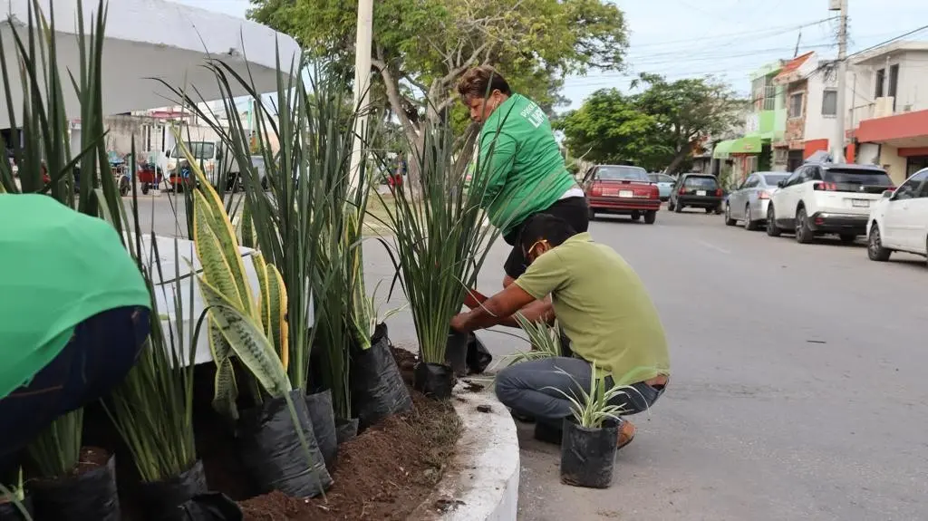 El Ayuntamiento de Progreso sembró plantas como parte de su programa de reforestación.- Foto Héctor Guarepo