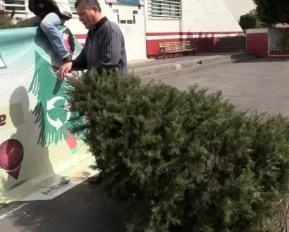 Recicla tu árbol navidad en Nezahualcóyotl