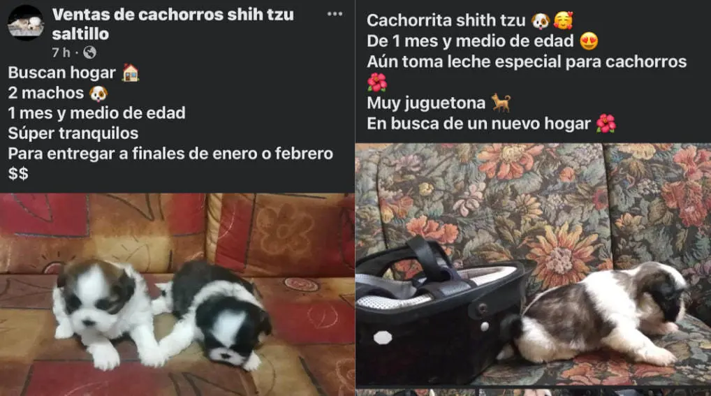 Se ha detectado que los canes de la raza Shih-Tzu son los más cotizados. (Fotografía: Redes sociales)