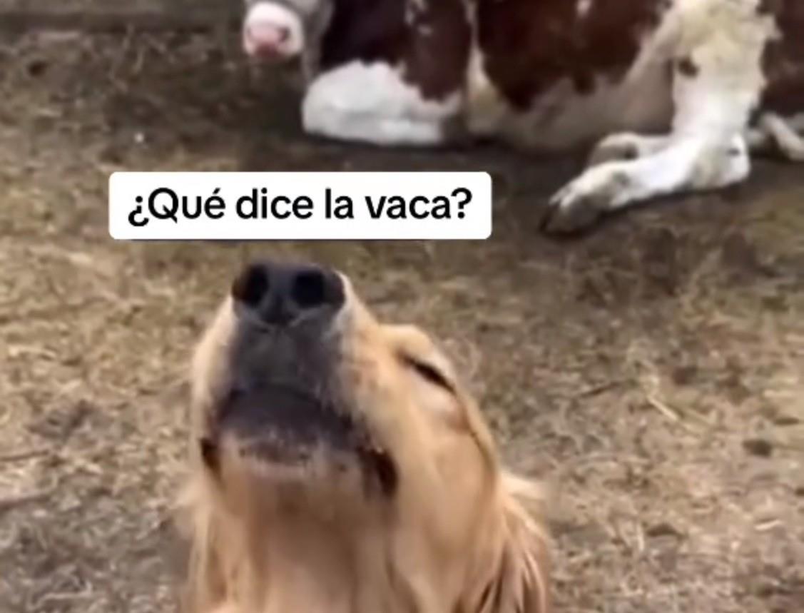 Detrás del perrito se observan varias vacas que ya se acostumbraron a la presencia de este lomito que ahora hasta las imita. Foto: TikTok dano2137