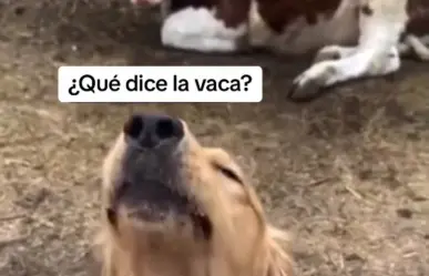 ¡Muge y ladra! Perro se vuelve viral por creerse una vaca