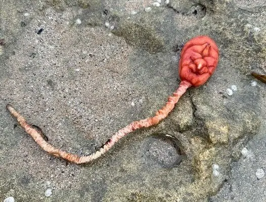 Internautas señalaron que la criatura se encuentra a menudo en el área con muchos en el arrecife de Anglesea en este momento. Foto: ABC.