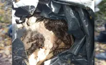 Aseguran 30 kilos de pepino de mar procesado en zona costera de Yucatán