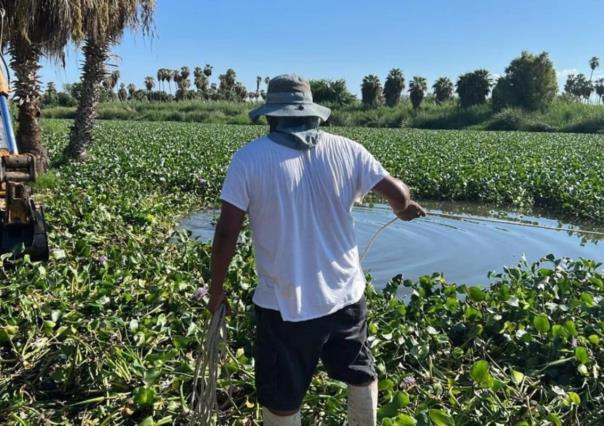 Retiran hasta 3 toneladas de lirio acuático al día en estero Josefino