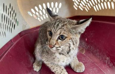 Rescatan un lince frente a la presidencia de Victoria