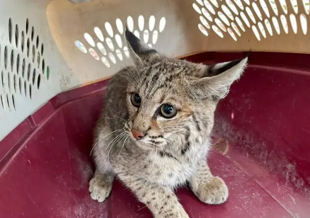 Rescatan un lince frente a la presidencia de Victoria