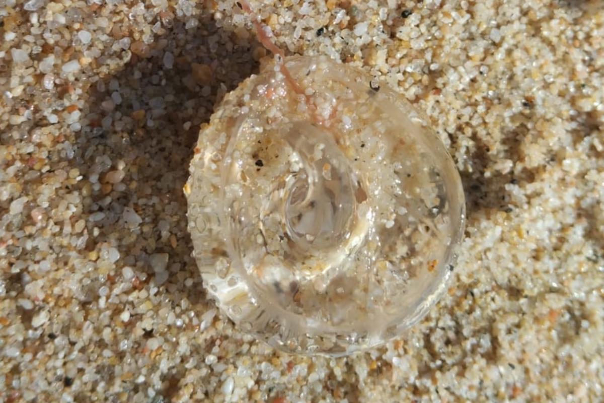 Alertan por presencia de agua mala en playas de Los Cabos. Foto: Facebook Zofemat Los Cabos