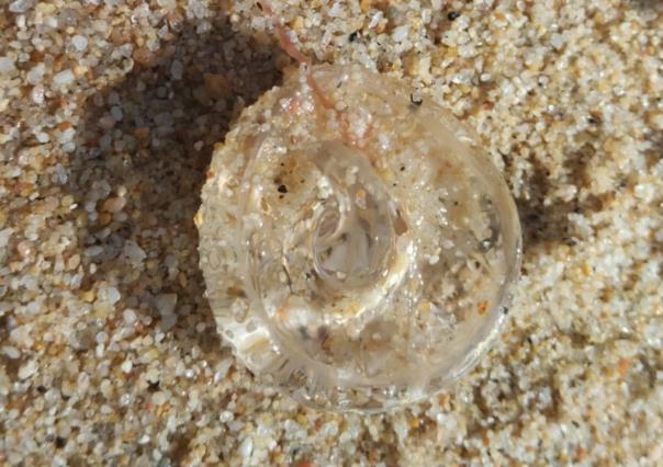 Advierten riesgo por presencia de agua mala en playa El Médano