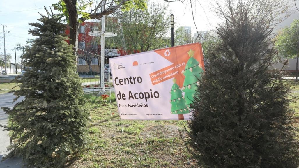 Santa Catarina instala centros de acopio para recolectar pinos navideños