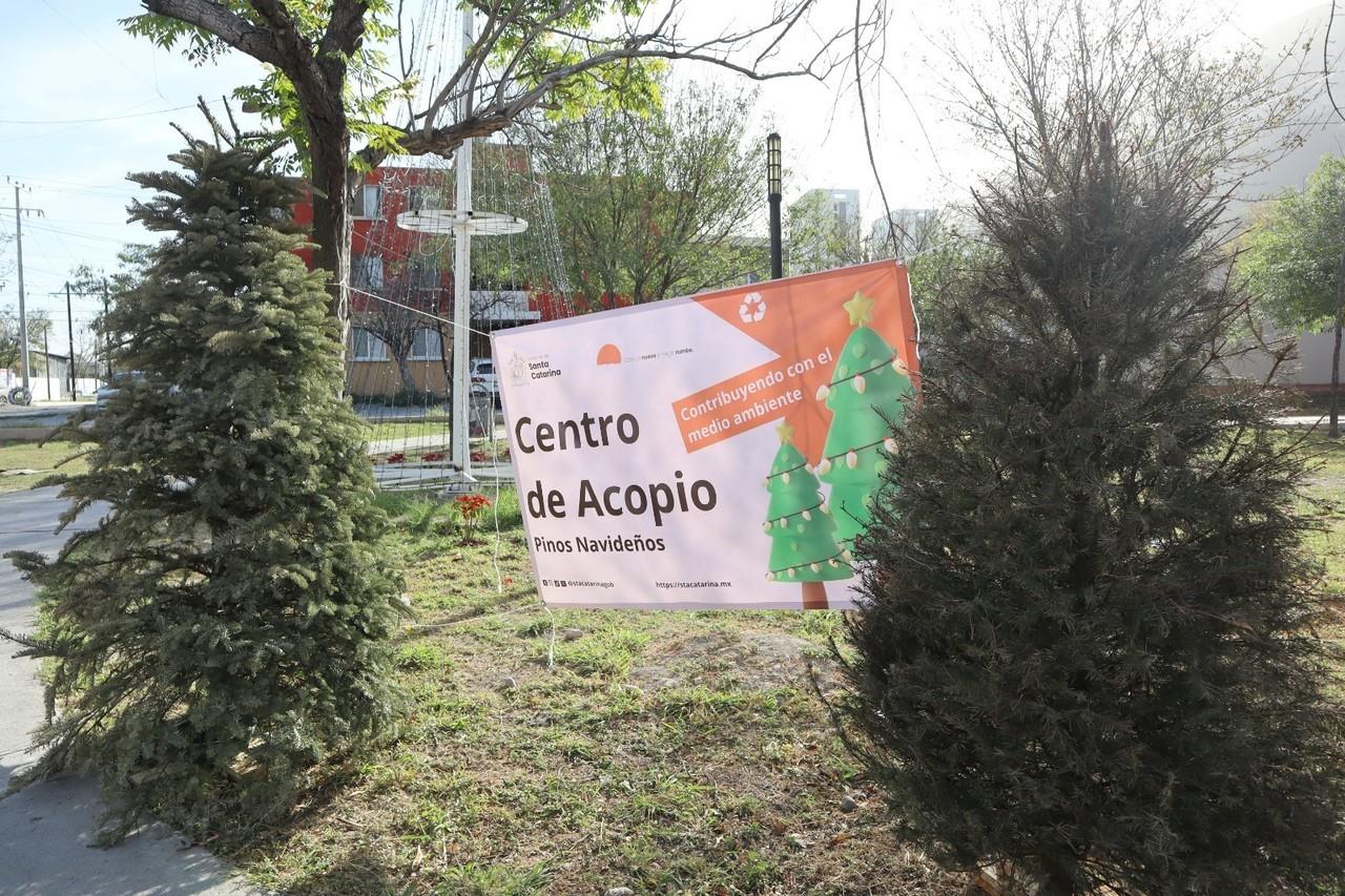 Santa Catarina instaló nueve centros de acopio en diversos puntos para recolectar pinos. Foto., Cortesía