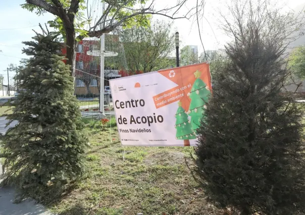 Santa Catarina instala centros de acopio para recolectar pinos navideños