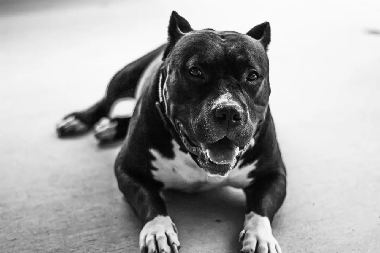 Mascota Pitbull. Foto: Unsplash