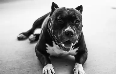 Pitbull se escapa y agrede a otra mascota de su vecindario