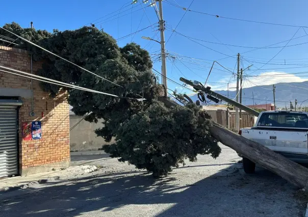 Atendió Medio Ambiente más de 100 reportes por caída de árboles