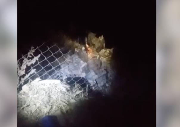 Atacan jauría de perros a un venado en la colonia Lomas del Pedregal