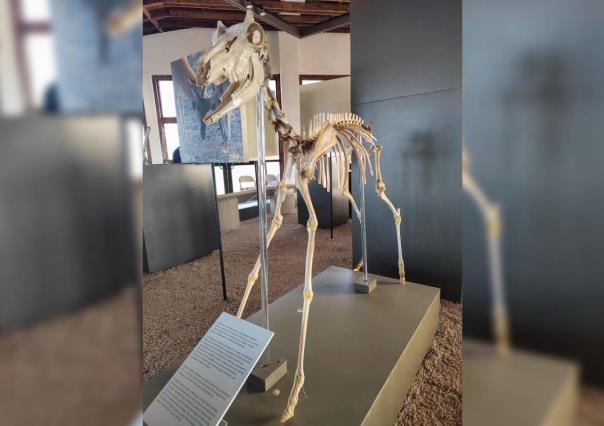 Descubre el Museo del Berrendo en Guerrero Negro