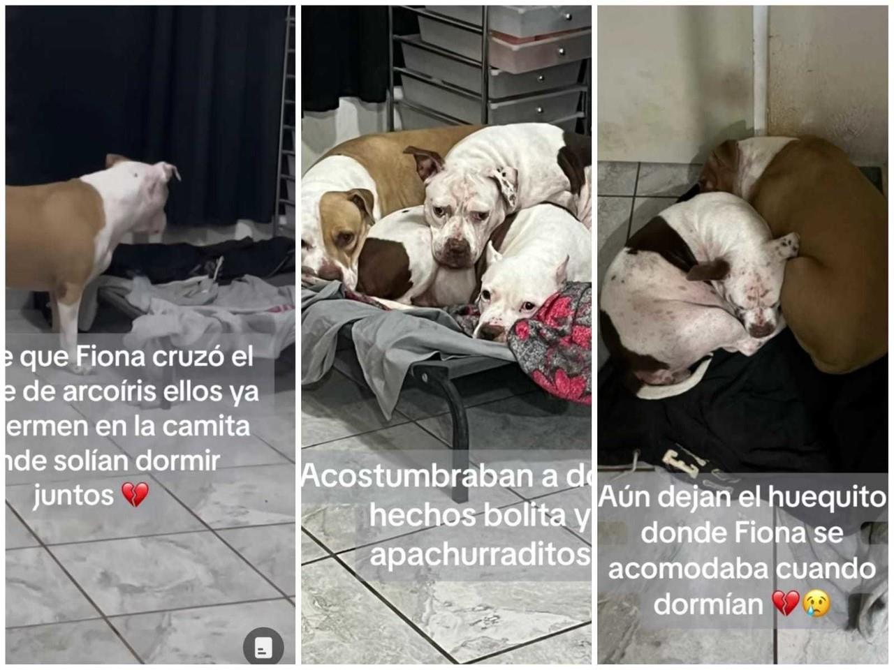 Regia muestra el dolor de sus mascotas tras muerte de su perrita (VIDEO)