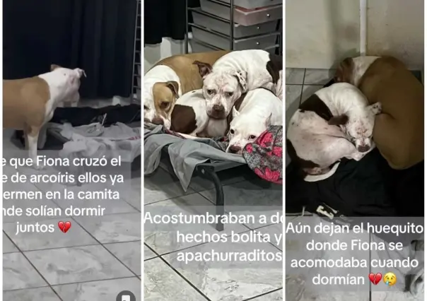 Regia muestra el dolor de sus mascotas tras muerte de su perrita (VIDEO)