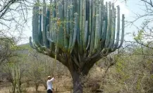 El Santuario de Cactus más grande del mundo existe y se encuentra en BCS