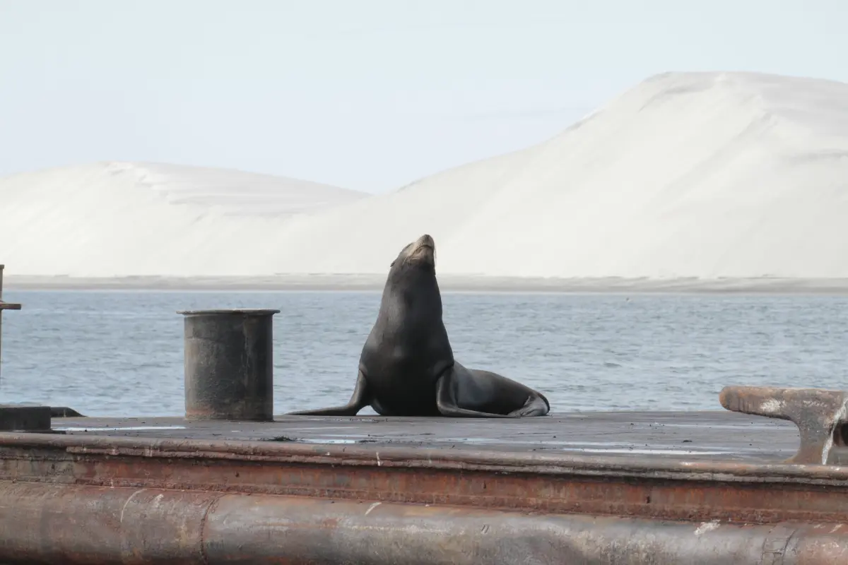 Visita la salinera más grande del mundo en BCS