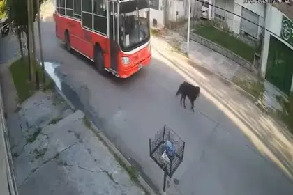 Un conductor de un autobús escolar fue detenido por atropellar y matar a una perrita en Lanús, Argentina. Foto. Twitter